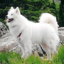 Samoyeds from ChinookStar Sams