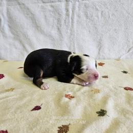 Frost - Black tri male Toy Australian Shepherd puppy in Snowflake, Arizona from Halfpint Aussies