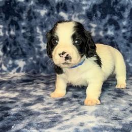 Blue collar - Piebald male Dachshund puppy in Poteau, Oklahoma from Sisters Dazzling Dachshunds