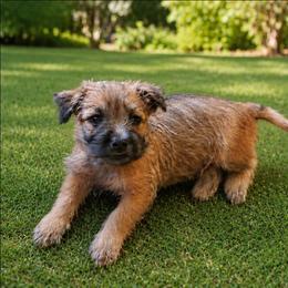 Wheaten - Wheaten brindle male Cairn Terrier puppy in Centerville, Texas from Cedar Forrest Terriers LLC (Cairns & Australian Terriers)