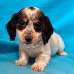 Dachshund and Miniature Schnauzer Puppies from The Bossy Doxie Farm