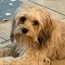 Zoey - Apricot female Cavapoo puppy in Ocala, Florida from Ray of Sunshine Spaniels LLC