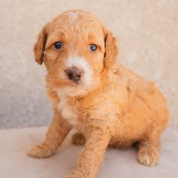 Aussiedoodle and Goldendoodle Puppies from Ever After Doodles Arizona