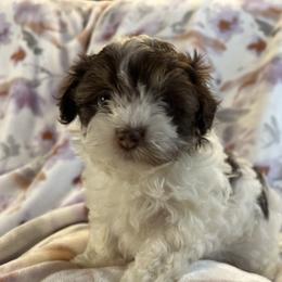 Lizzie - White female Havanese puppy in Starr, South Carolina from Home with Havanese