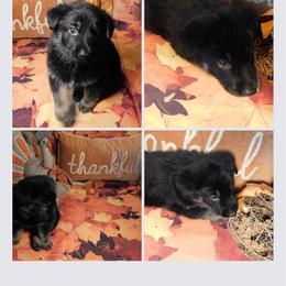 SVV'S Mein Herz Charlie - German Shepherd puppy in Little Rock, Arkansas from Strahl Von Valor Shepherds