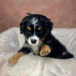 Bernedoodle Puppies from Bernedoodle Bunch