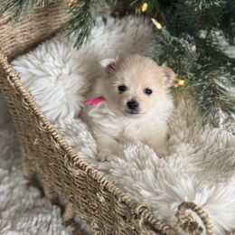 Pink - Cream female Pomeranian puppy in Meridian, Idaho from Idaho_poms