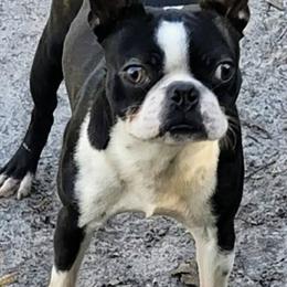 Boston Terriers from Bully Life Kennel