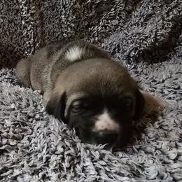 Boone - Fawn male Anatolian Shepherd Dog puppy in La Grange, Georgia from Florida Anatolian Shepherds
