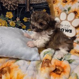 Dunkin - Beige male Mi-Ki puppy in Clearwater, Kansas from Midwest Mini Mi-kis