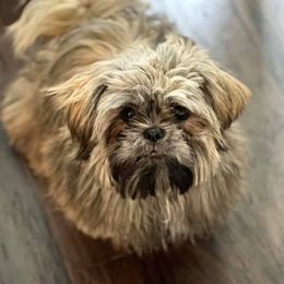 Shih Tzus from DisneyTzu
