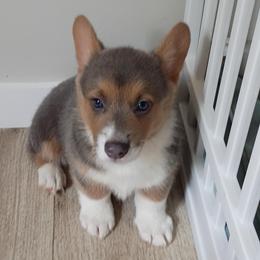 Buckeye Akc registered - Blue male Pembroke Welsh Corgi puppy in Montgomery County, Tennessee from Anita’s little Corgi Haven
