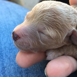 German Shepherd and Poodle Puppies from United Broughton Kennels