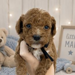 Black bow - Red male Cavapoo puppy in Waskom, Texas from Pearls & Curls doodles & poodles