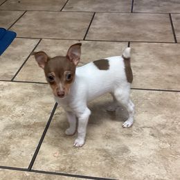 Tom - White, chocolate and tan male Toy Fox Terrier puppy in Shawnee, Oklahoma from Heartland Toy Fox Terriers