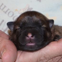 Brooke -  Green Collar - Fawn female Eurasier puppy in Lakewood, Ohio from Exquisite Eurasier