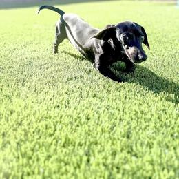 Serenity(Renny) - Black female Dachshund puppy in Las Vegas, Nevada from Dachshund House