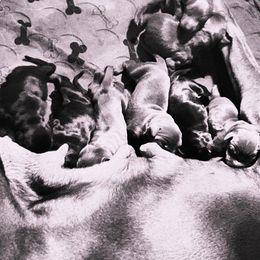 LOLA - Black and rust female Doberman Pinscher puppy in Columbus, Ohio from Von Schaaf Haus DuPree