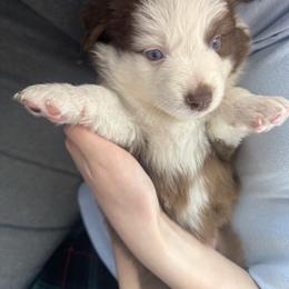 Holly - Red & white female Miniature Australian Shepherd puppy in Alexandria, Virginia from Fairfax Aussies