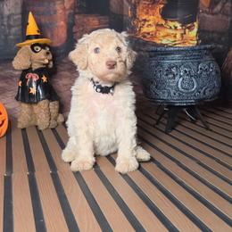 Black boy - Cream male Labradoodle puppy in El Paso, Texas from My Cuddly Doodles