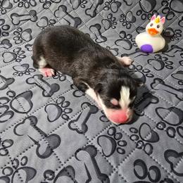Girl 1 - Black and white female Siberian Husky puppy in Kansas City, Missouri from Anuun's Huskies
