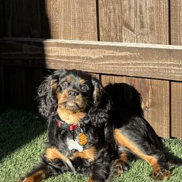 Cavalier King Charles Spaniel All Grown Up from Bunker Hill Cavaliers