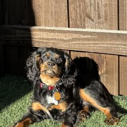 Cavalier King Charles Spaniel All Grown Up from Bunker Hill Cavaliers