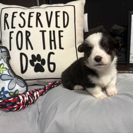 Bolt - Black and white male American Corgi puppy in Paradise, Texas from Bar S Corgis