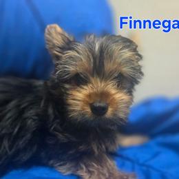 Finnegan - Black and tan male Yorkshire Terrier puppy in Conyers, Georgia from Furrever Puppy Co.