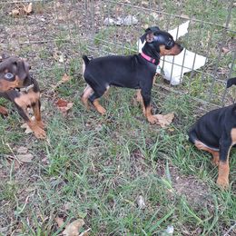 Miniature Pinscher Puppies from K&J's Min Pins Of Grand Lake