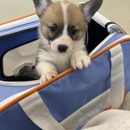 Bella - Sable female Pembroke Welsh Corgi puppy in Bartlett, Tennessee from Lakeside Corgi Club