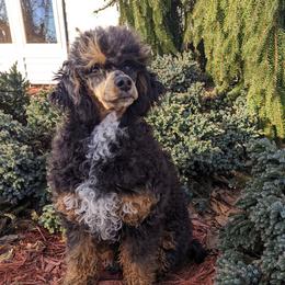 Kala - Poodle