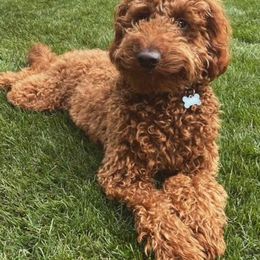 Goldendoodles from Shinecatchers Mini Goldendoodles