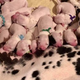 Dalmatian and Labrador Retriever Puppies from ECMO Farm Dalmatians & ECMO Farm Fox Red Labs