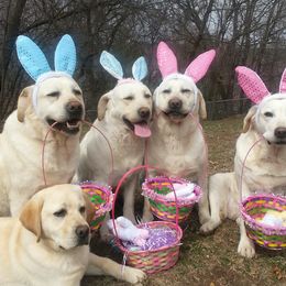 Labrador Retrievers from Lake Wood Labradors