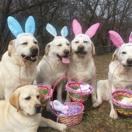Labrador Retrievers from Lake Wood Labradors