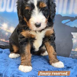 Boy 2 - Tri-color male Bernedoodle puppy in Seymour, Tennessee from Lollie's Doodles