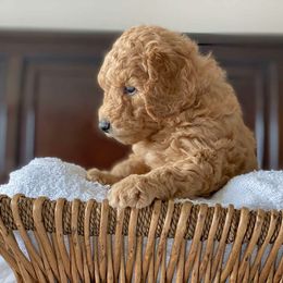Labradoodle Puppies from Ruby Doo’s Doodles