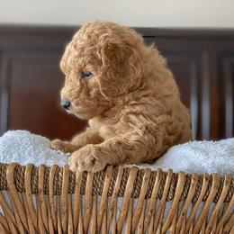 Labradoodle Puppies from Ruby Doo’s Doodles
