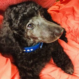 Poodles from Arlene’Standard Poodles