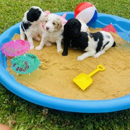 Goldendoodle Puppies from Happy Valley Doodles