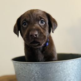 Dilute Retriever and Labrador Retriever Puppies from CKB Labradors