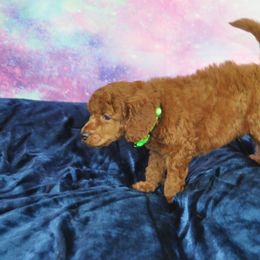 Poodle Puppies from Moyen Majestic Embrace