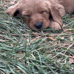 Zeus - Apricot male Goldendoodle puppy in Golden, Colorado from Golden Mesa Doodles