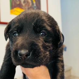 Dug - Black male Labrador Retriever puppy in Arlington, Iowa from Uncle Bucks Labrador Retrievers