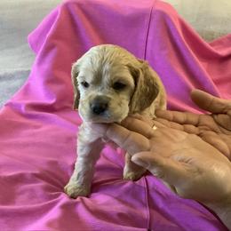 Piglet - Buff female Cocker Spaniel puppy in Garland, Texas from Palms Cocker Spaniels of Texas