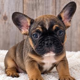 Gabriela - Fawn female French Bulldog puppy in Warm Springs, Arkansas from State Line Dachshunds & Frenchies