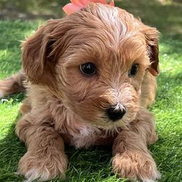 Orange Collar - Apricot female Goldendoodle puppy in Waterford, California from Windy Hill Doodles