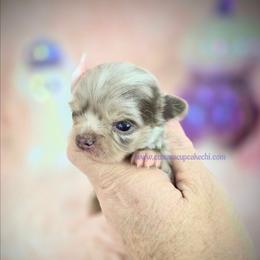 Artemesia - Merle female Chihuahua puppy in Piqua, Kansas from Cute As A Cupcake Chihuahuas