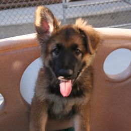 Shiloh Shepherd Puppies from Solace Shilohs
